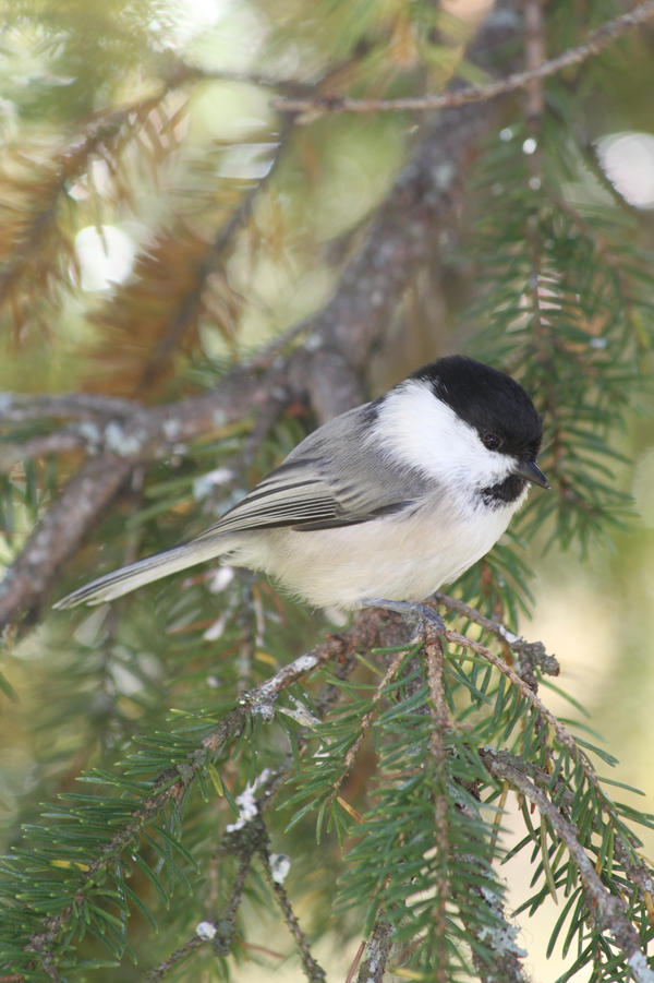 Willow Tit
