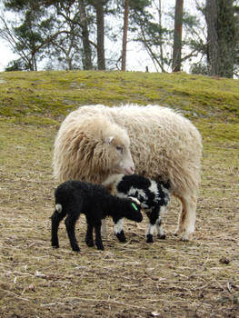 Sheep with two lambs