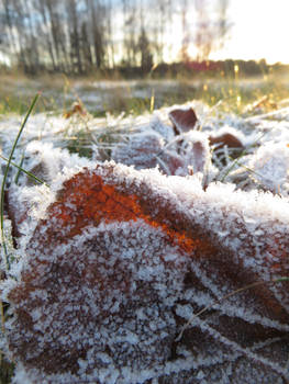 Frost in Sunshine