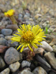 Coltsfoot in Gravel