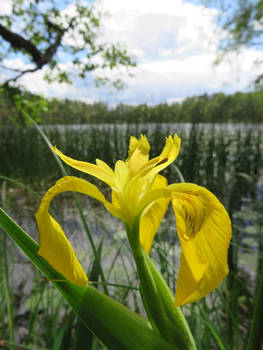 Yellow by Lake