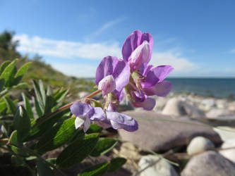 Violet on Beach