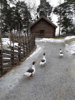 The geese are leaving