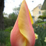 Pink And Yellow Tulip