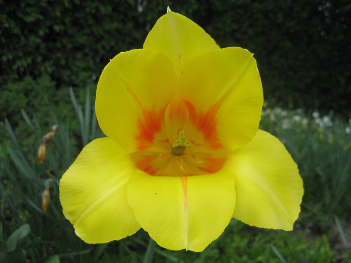 Yellow Tulip