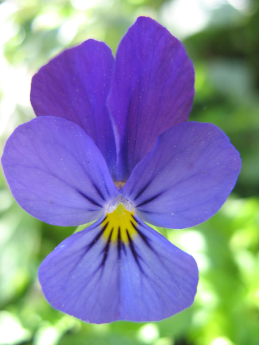 Wild Pansy