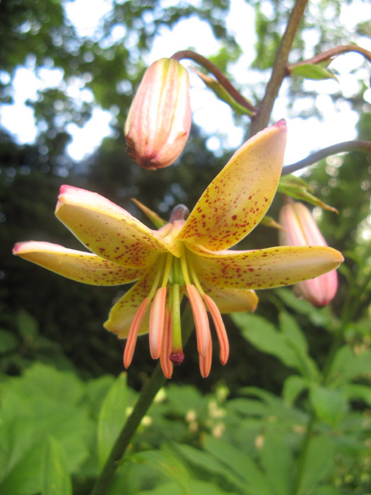 Martagon Lily