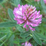 A Red Clover
