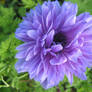 A St Brigid Anemone
