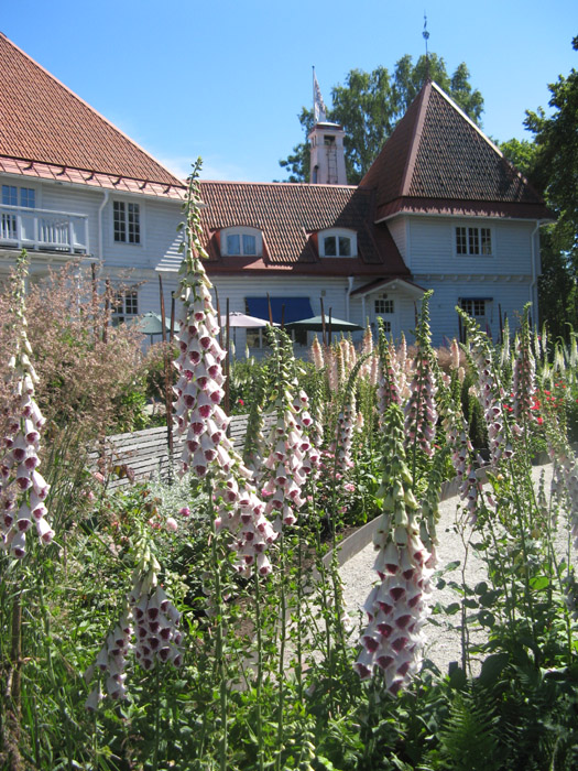 Fox Gloves at Wij