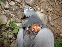 Inside of a bird