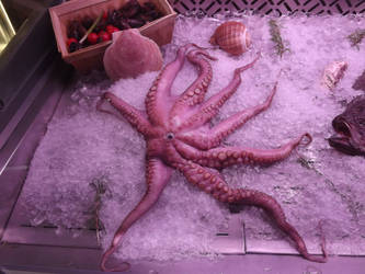 Frozen octopus