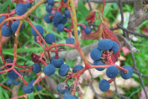 blueberries in fall