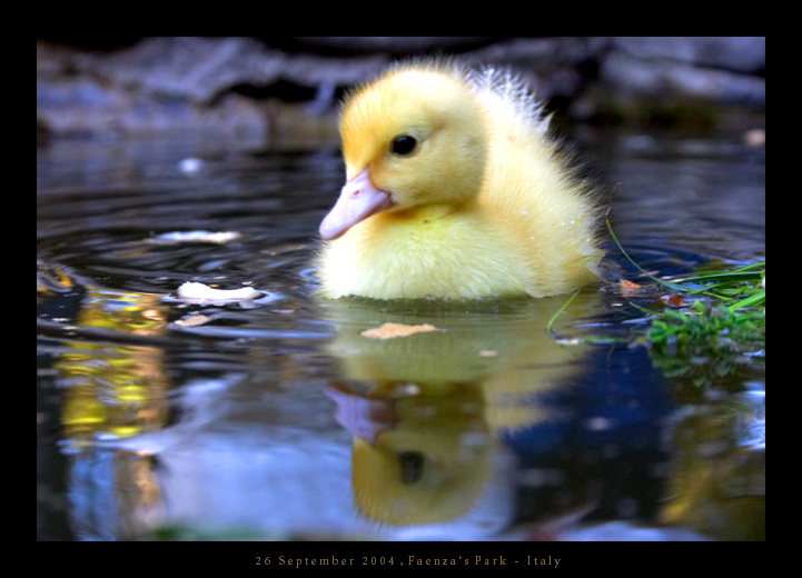 Very little duck