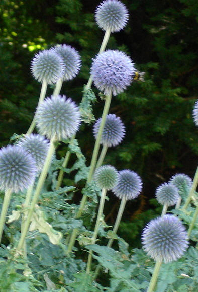 Blue Flowers