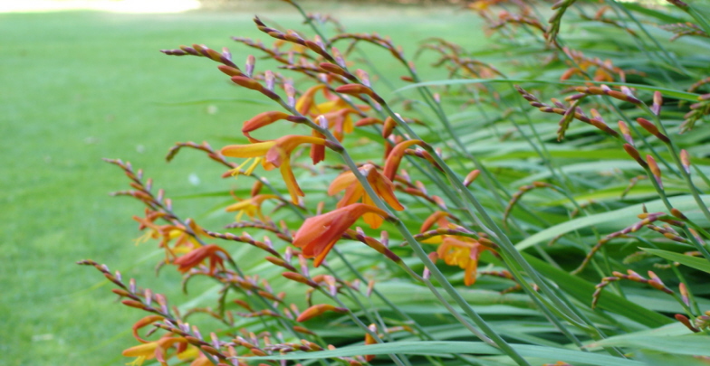 Red Flowers