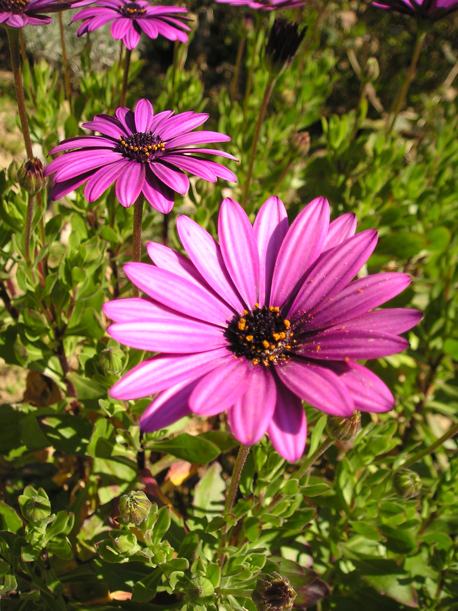 Purple Flowers