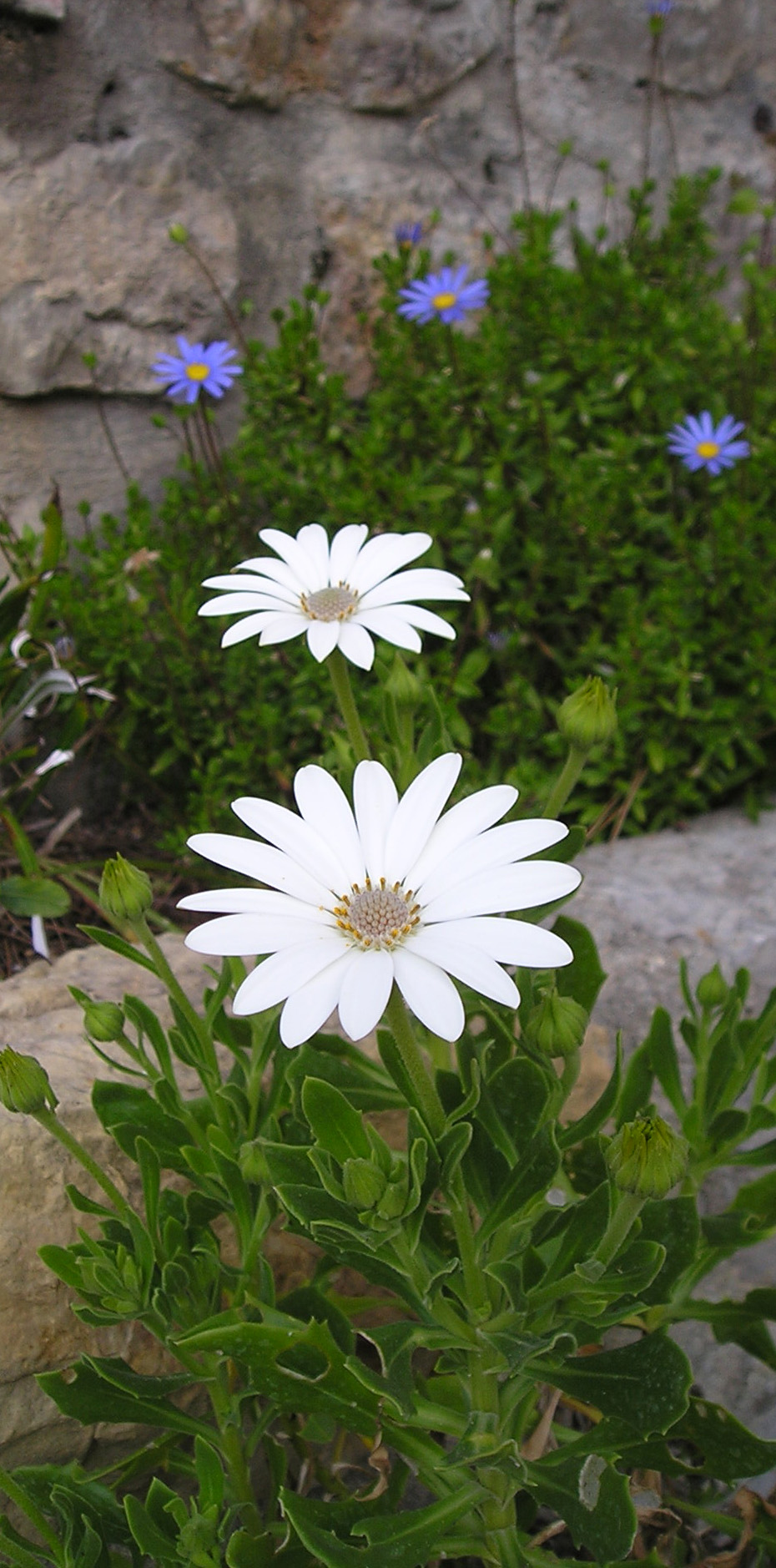 White Flower