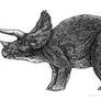 Triceratops