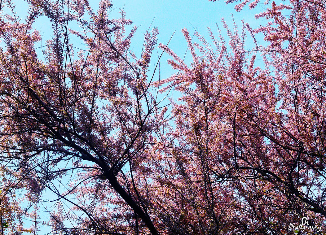 Pink Tree (Photography) by xEllaSh on DeviantArt