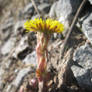 First Flower Of Spring