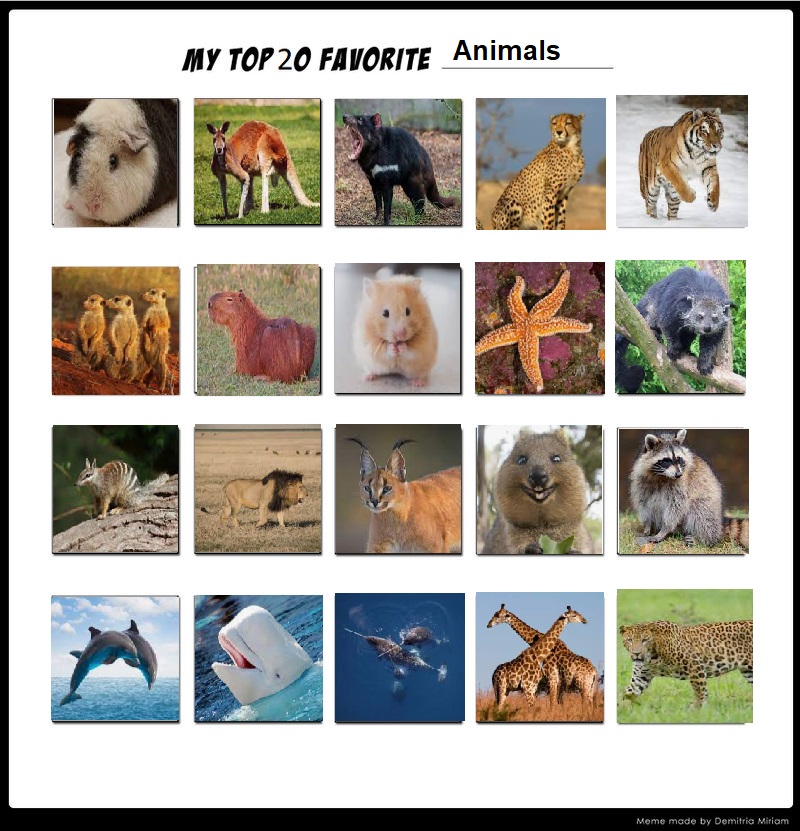My Top 20 Favorite Animals by AlexAndersonRoman on DeviantArt My Top 20 Favorite Animals by AlexAndersonRoman on DeviantArt