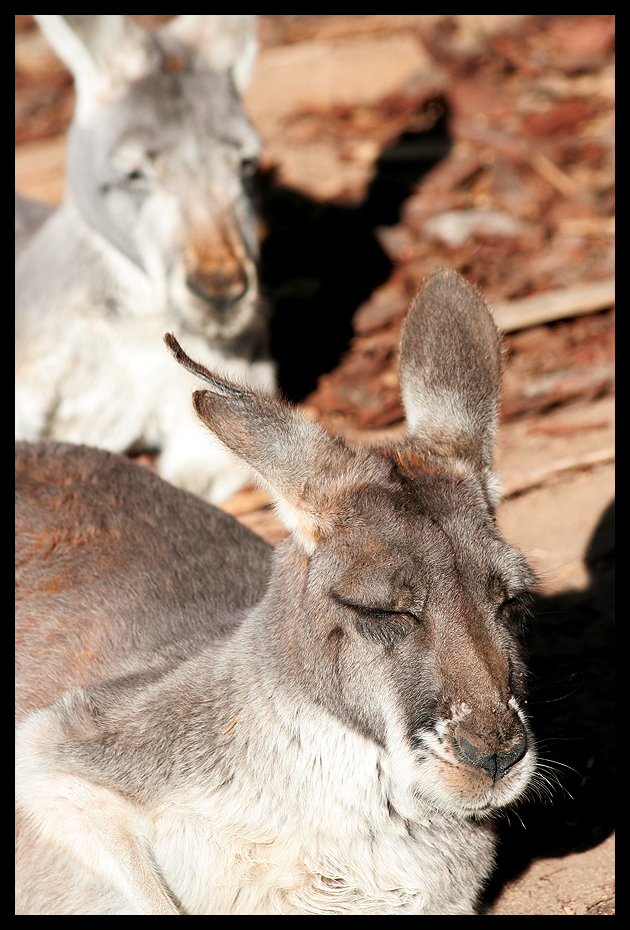 Kangaroos