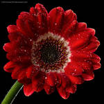 Red Gerbera by Eman333