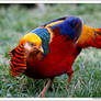 Golden Pheasant