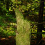 Mossy Stump