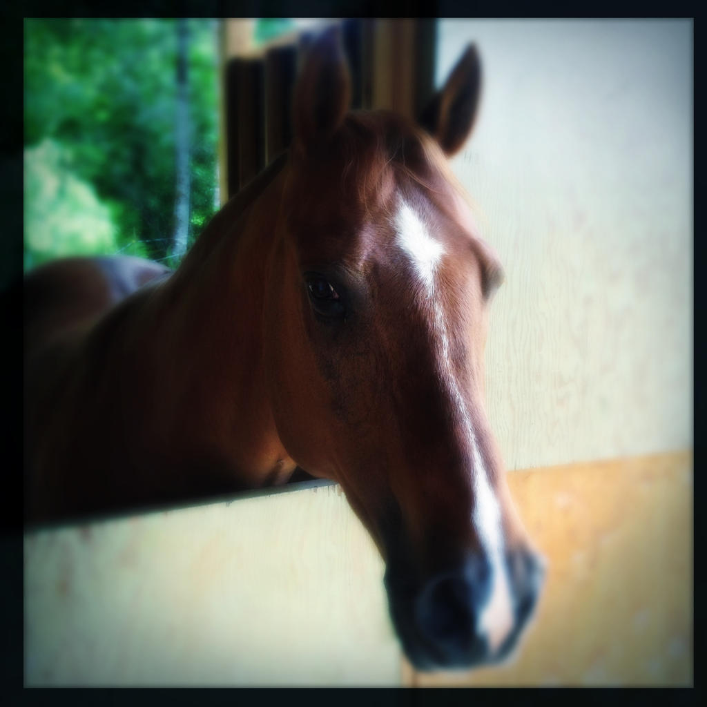 Hipstamatic Horse