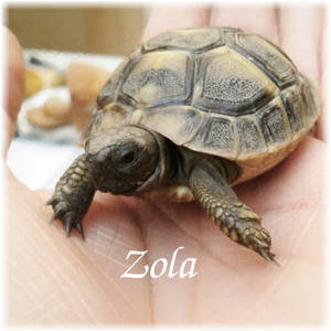 Zola