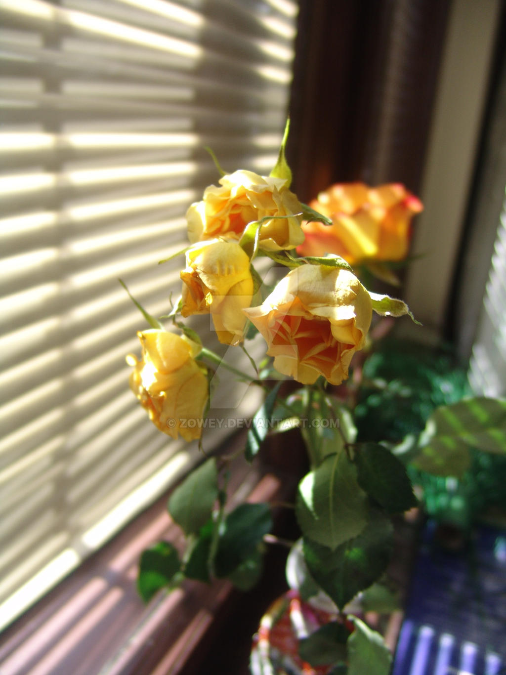 yellow roses