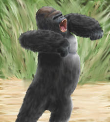 Gorilla