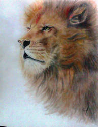 Lion 2