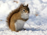 Snow Squirrel by tidesend