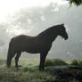 Stallion in Fog