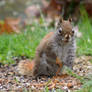 Squirrel in Spring