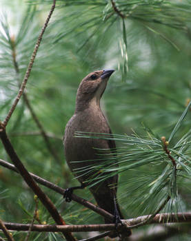 Bird in Pine