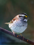 White-Throated Sparrow by bluehorsephoto