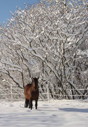 Bay Stallion in White