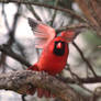 Red Cardinal