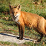 Red Fox in Fall