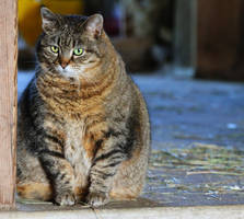 Round Barn Cat