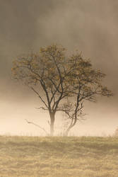 Tree in Mist