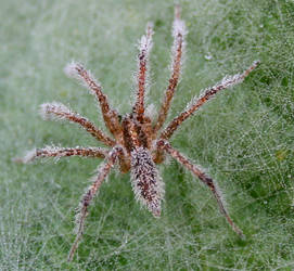 Misty Spider