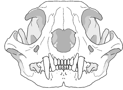 Serval Skull