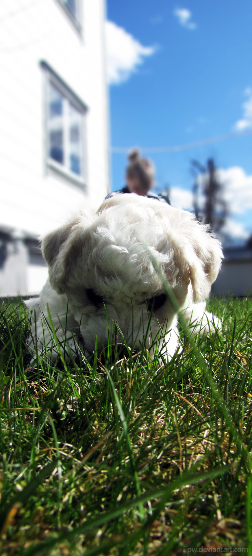 Nose down in the summer grass