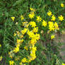 Yellow Flowers