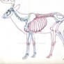 Deer Skeleton Study
